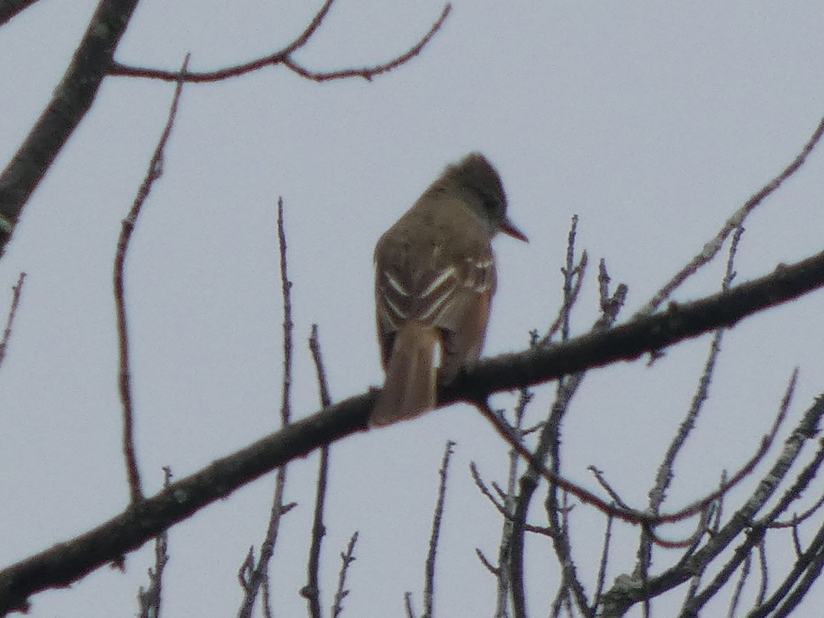 Great Crested Flycatcher - ML636346117