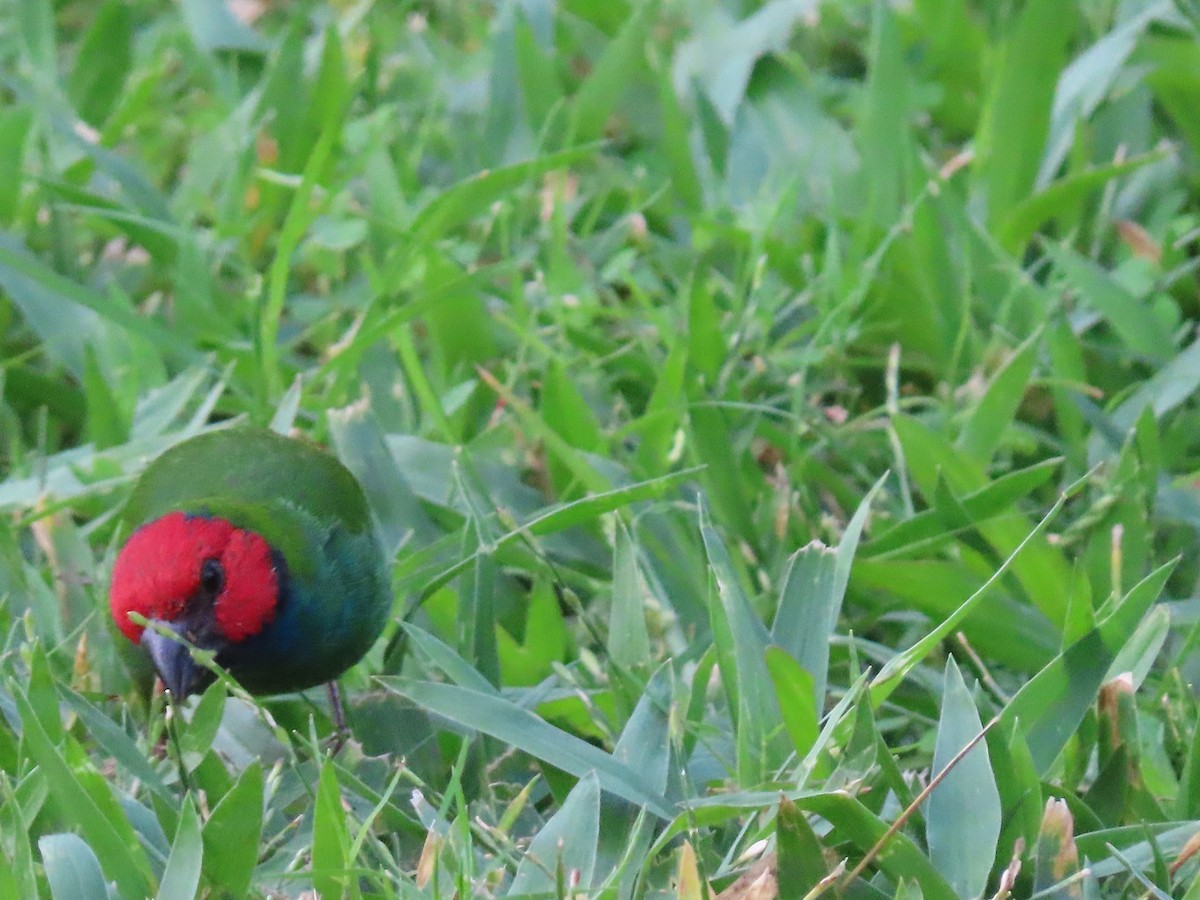 Fiji Parrotfinch - ML636346125
