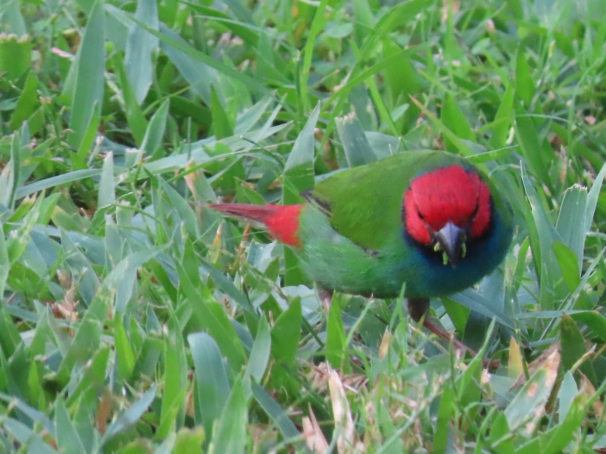 Fiji Parrotfinch - ML636346129