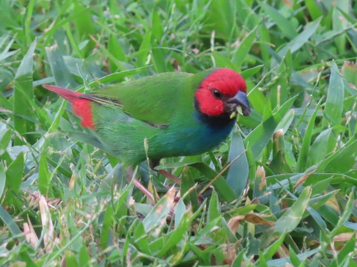 Fiji Parrotfinch - ML636346139