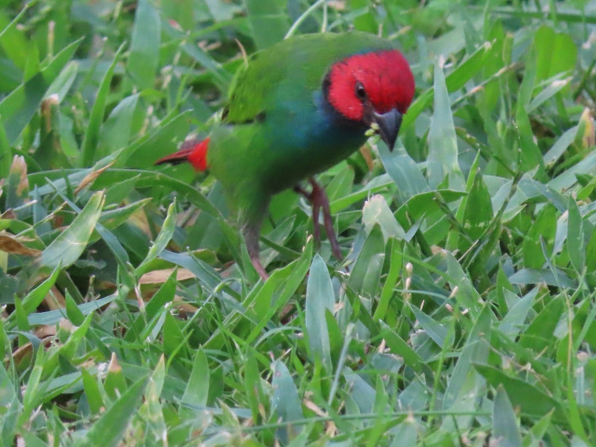 Fiji Parrotfinch - ML636346150