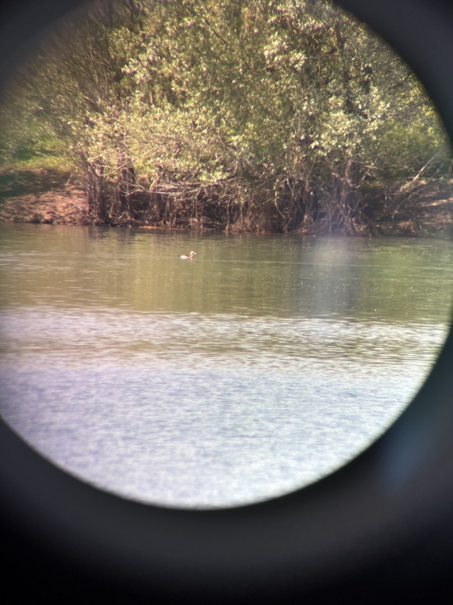Ringed Teal - ML636346155