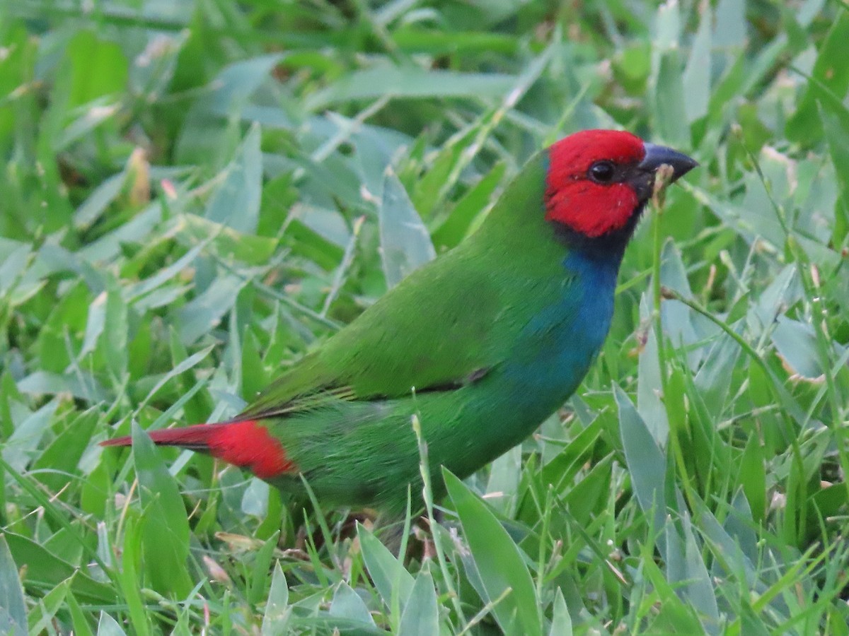 Fiji Parrotfinch - ML636346167