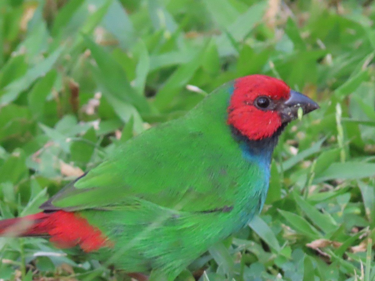 Fiji Parrotfinch - ML636346169