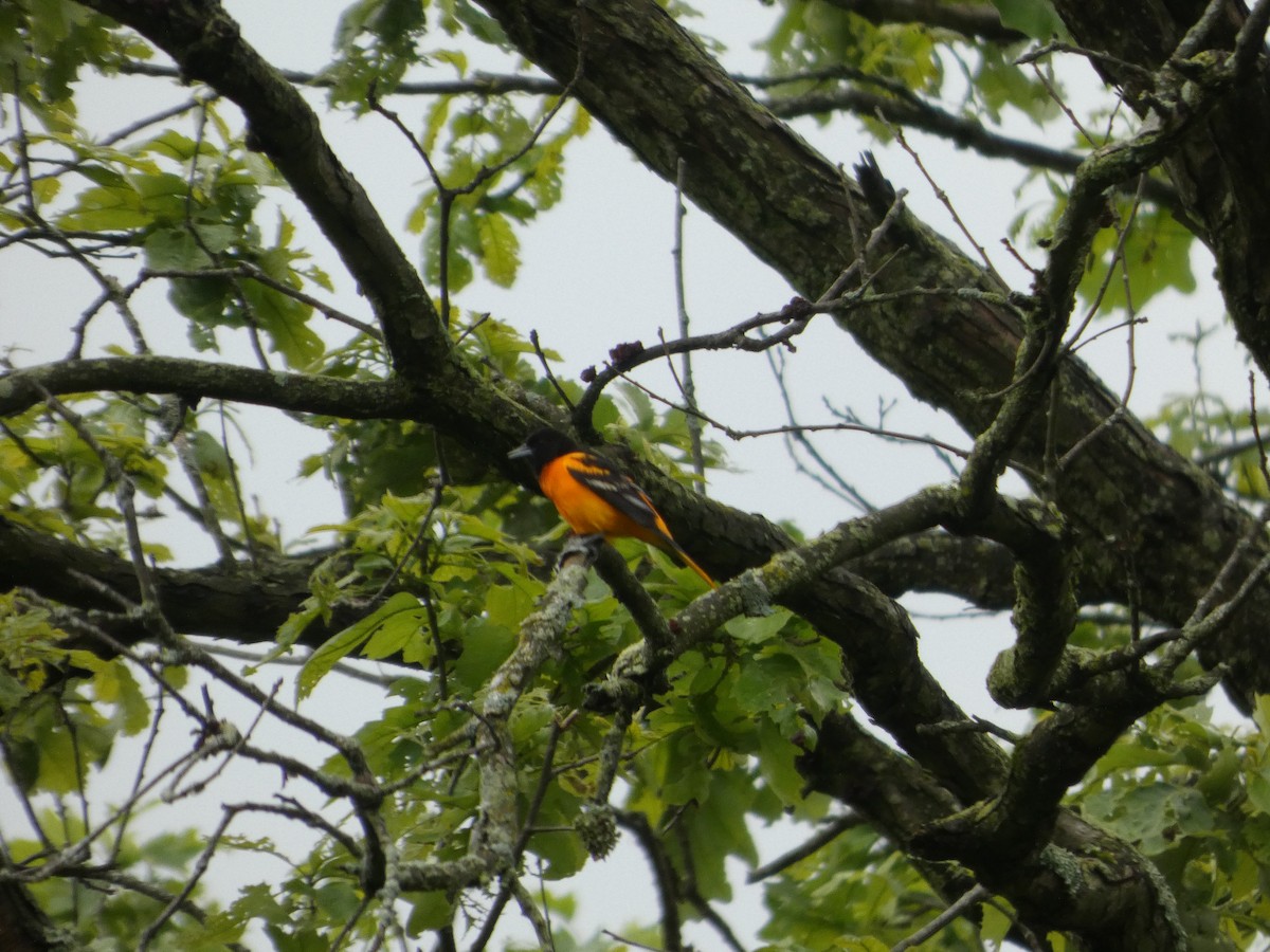 Baltimore Oriole - ML636346172