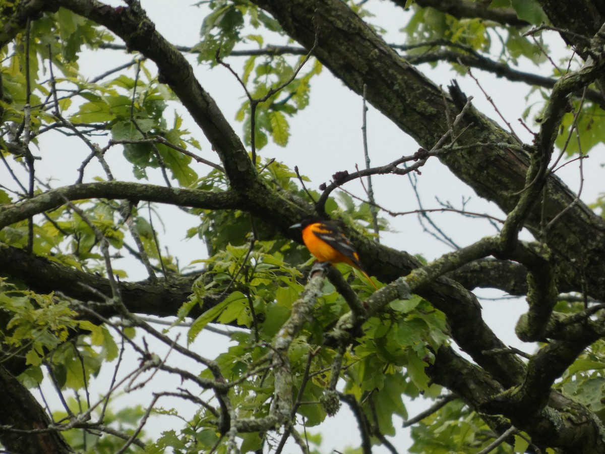 Baltimore Oriole - ML636346173