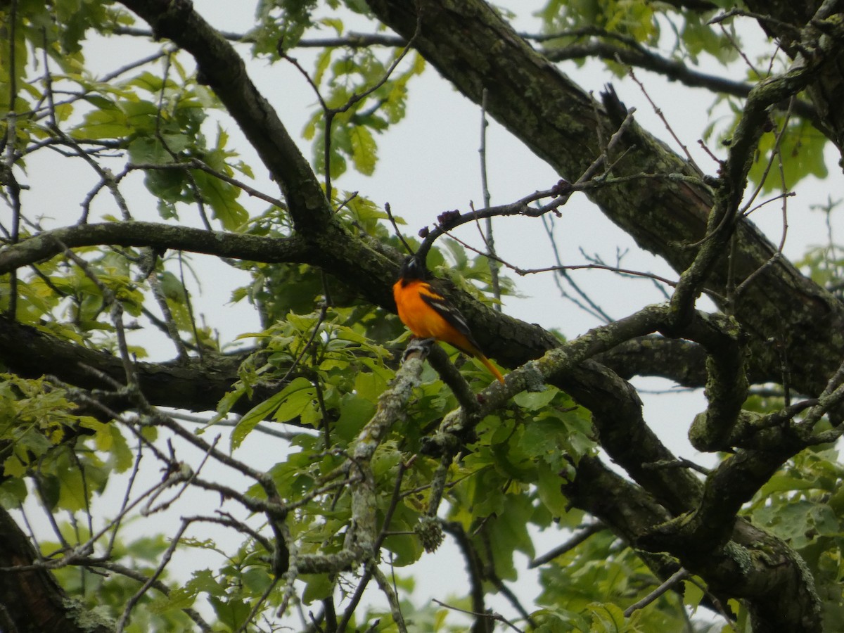 Baltimore Oriole - ML636346174