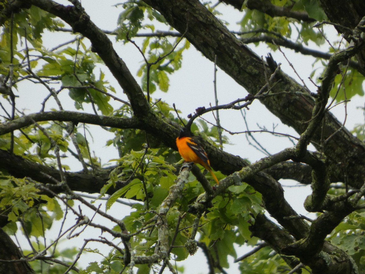 Baltimore Oriole - ML636346175