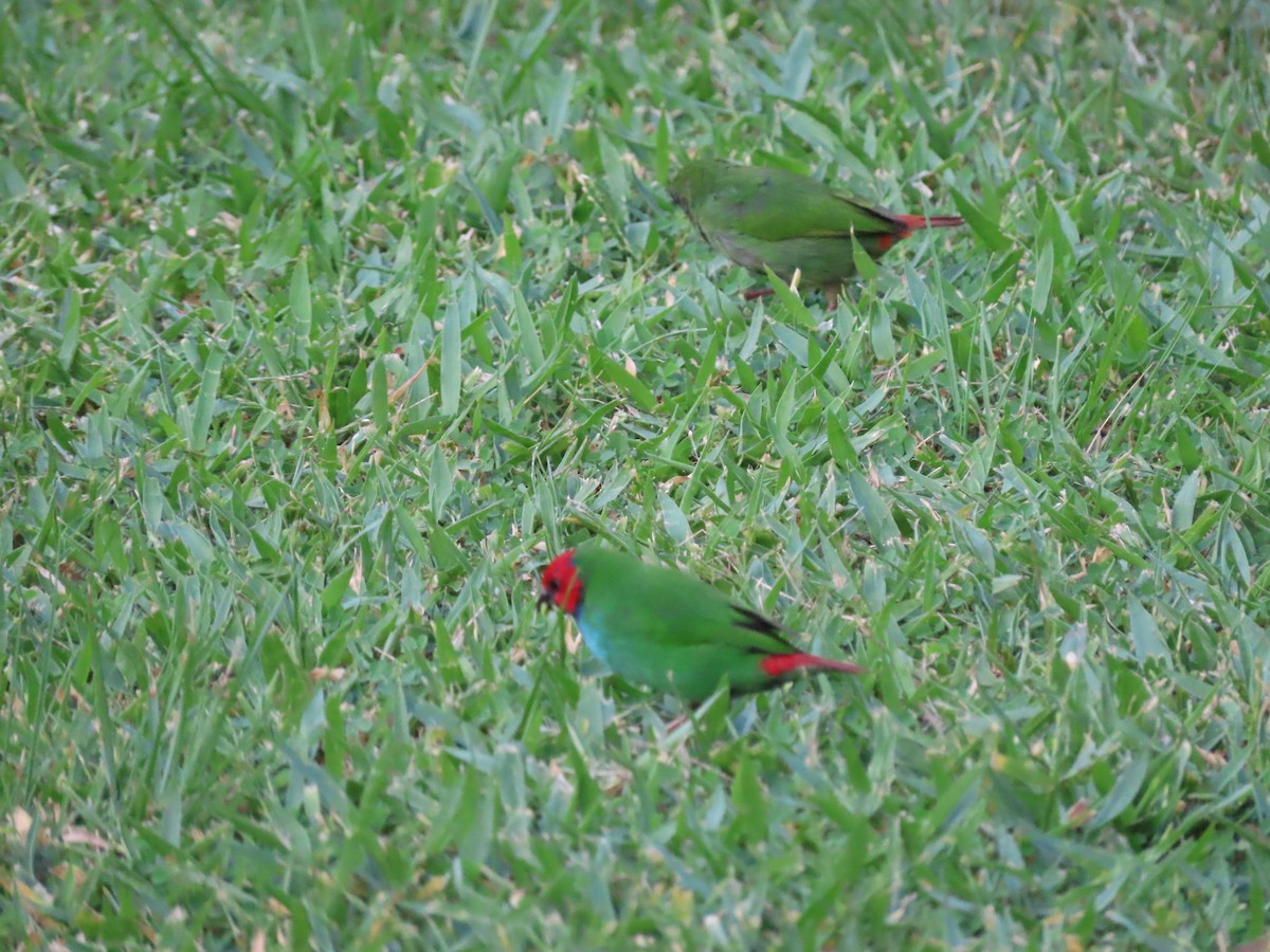 Fiji Parrotfinch - ML636346183