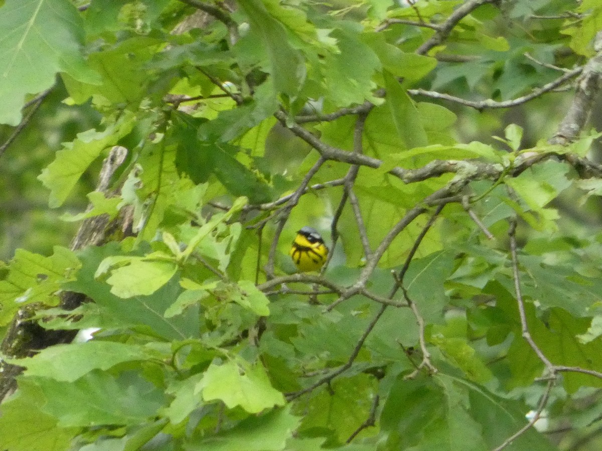 Magnolia Warbler - ML636346186