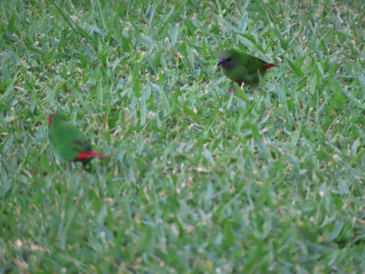 Fiji Parrotfinch - ML636346195