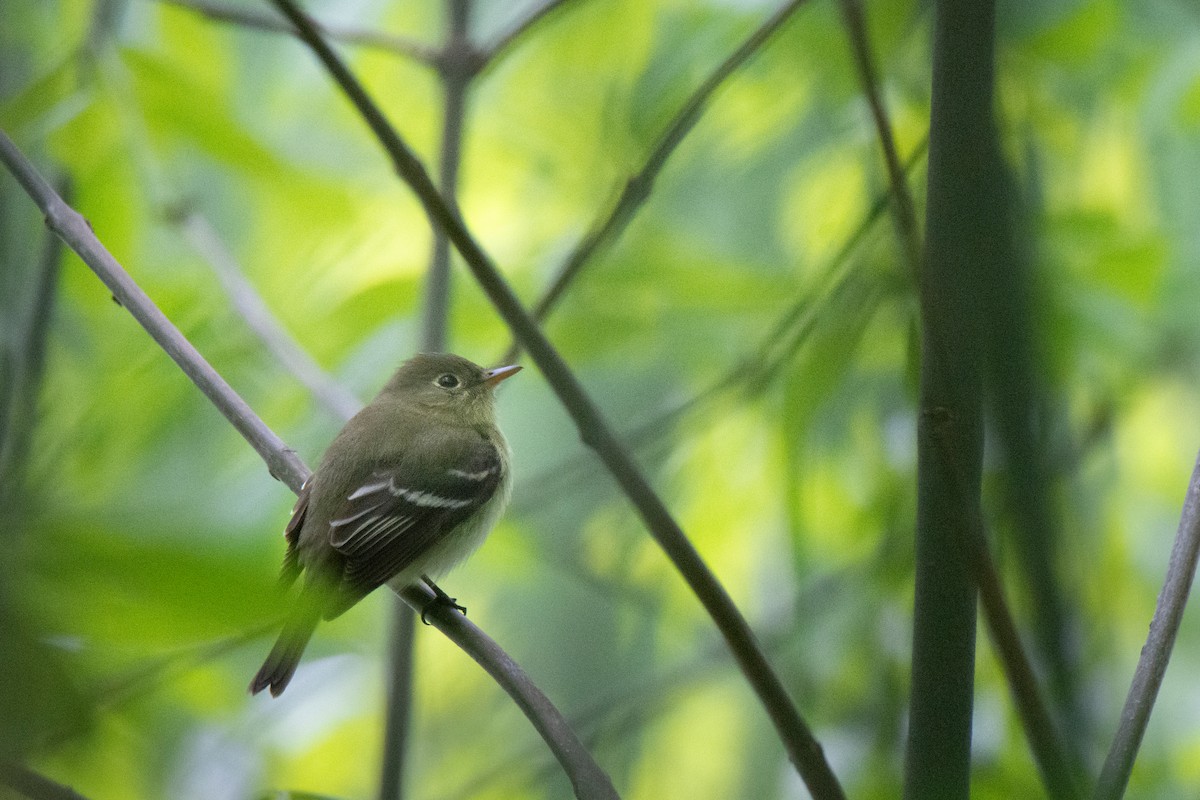 Yellow-bellied Flycatcher - ML636346211