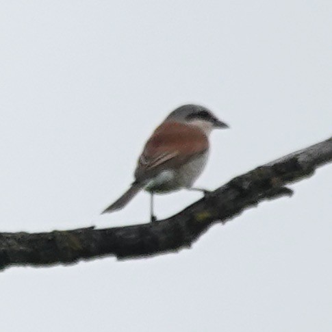 Red-backed Shrike - ML636346216
