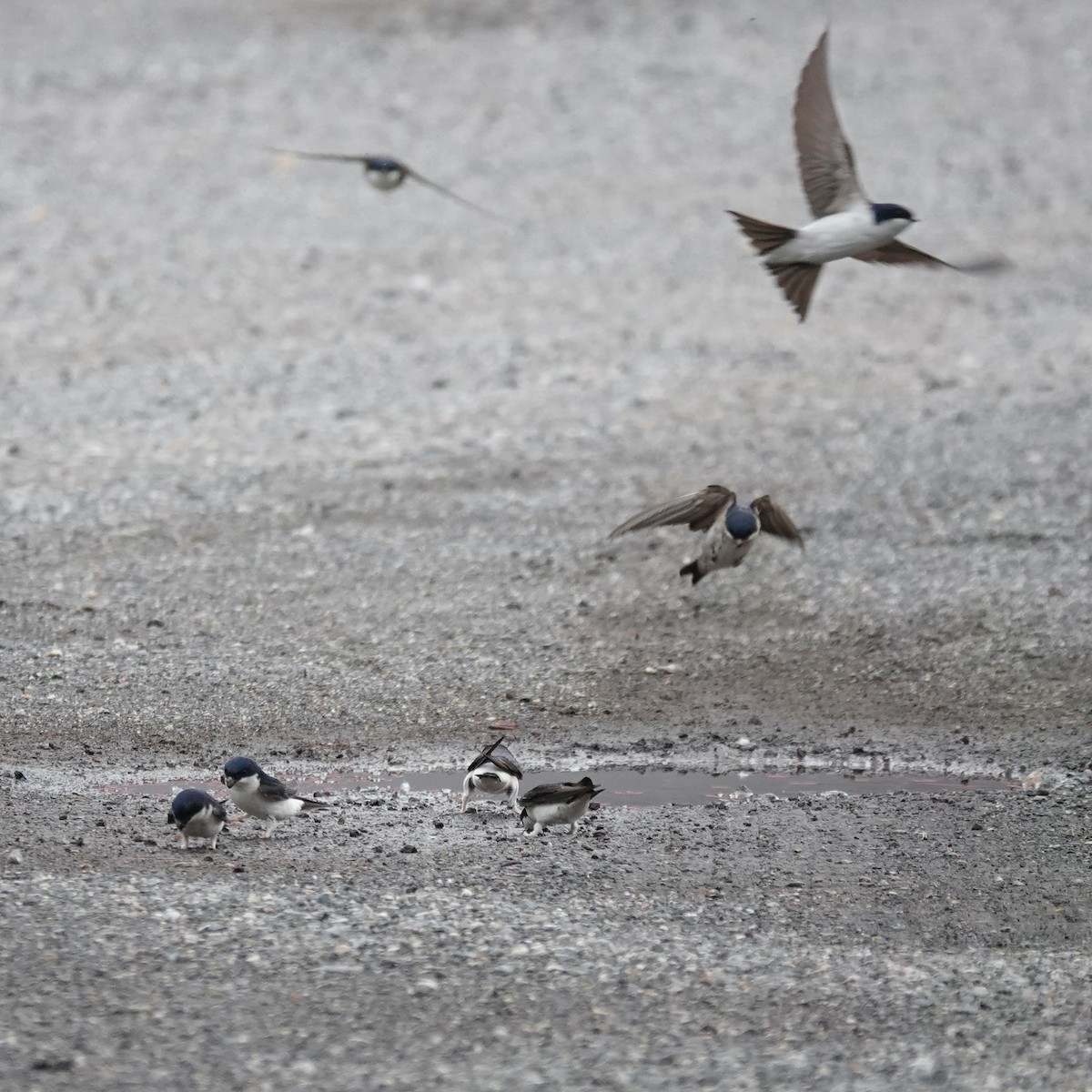 Western House-Martin - ML636346220