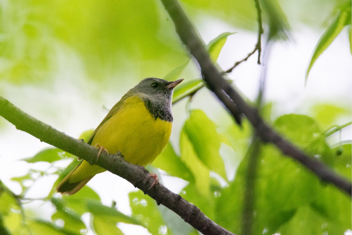 Mourning Warbler - ML636346226