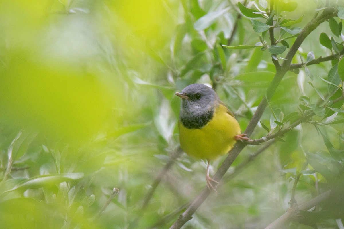 Mourning Warbler - ML636346227
