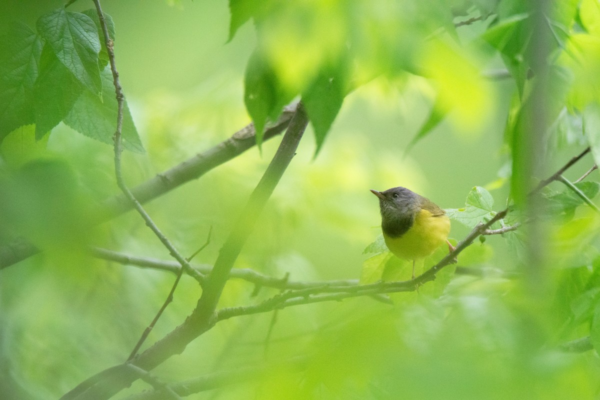 Mourning Warbler - ML636346228
