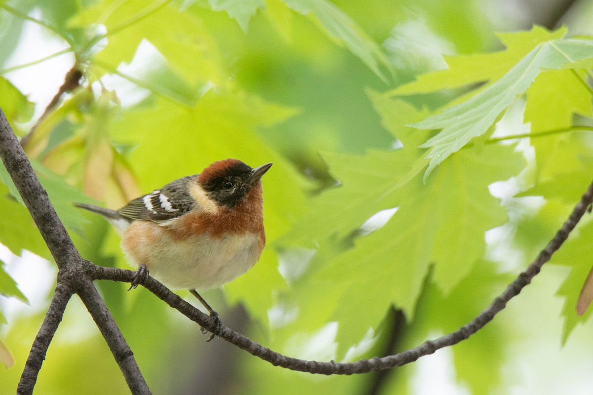 Bay-breasted Warbler - ML636346240