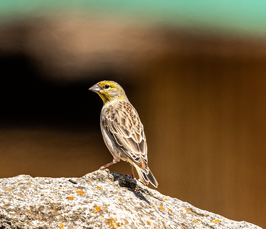 Raimondi's Yellow-Finch - ML636346285