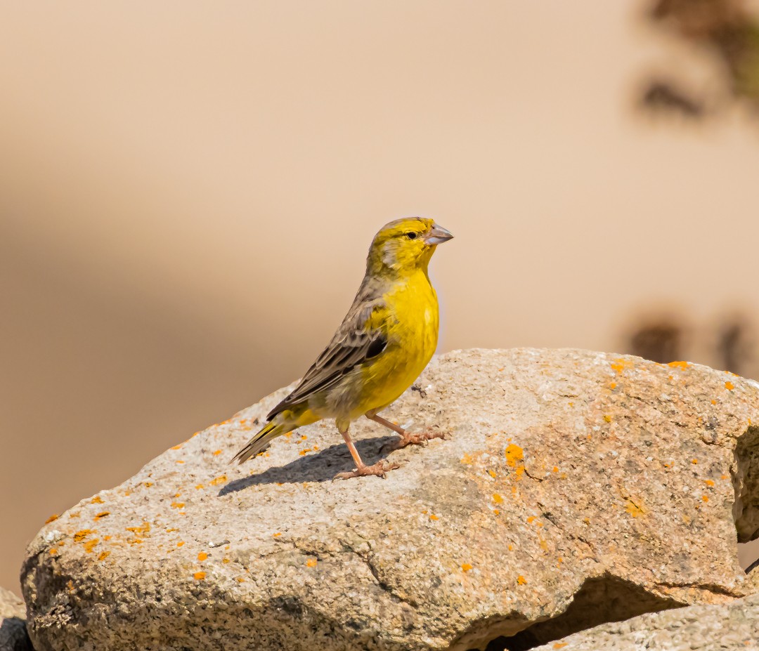 Raimondi's Yellow-Finch - ML636346286