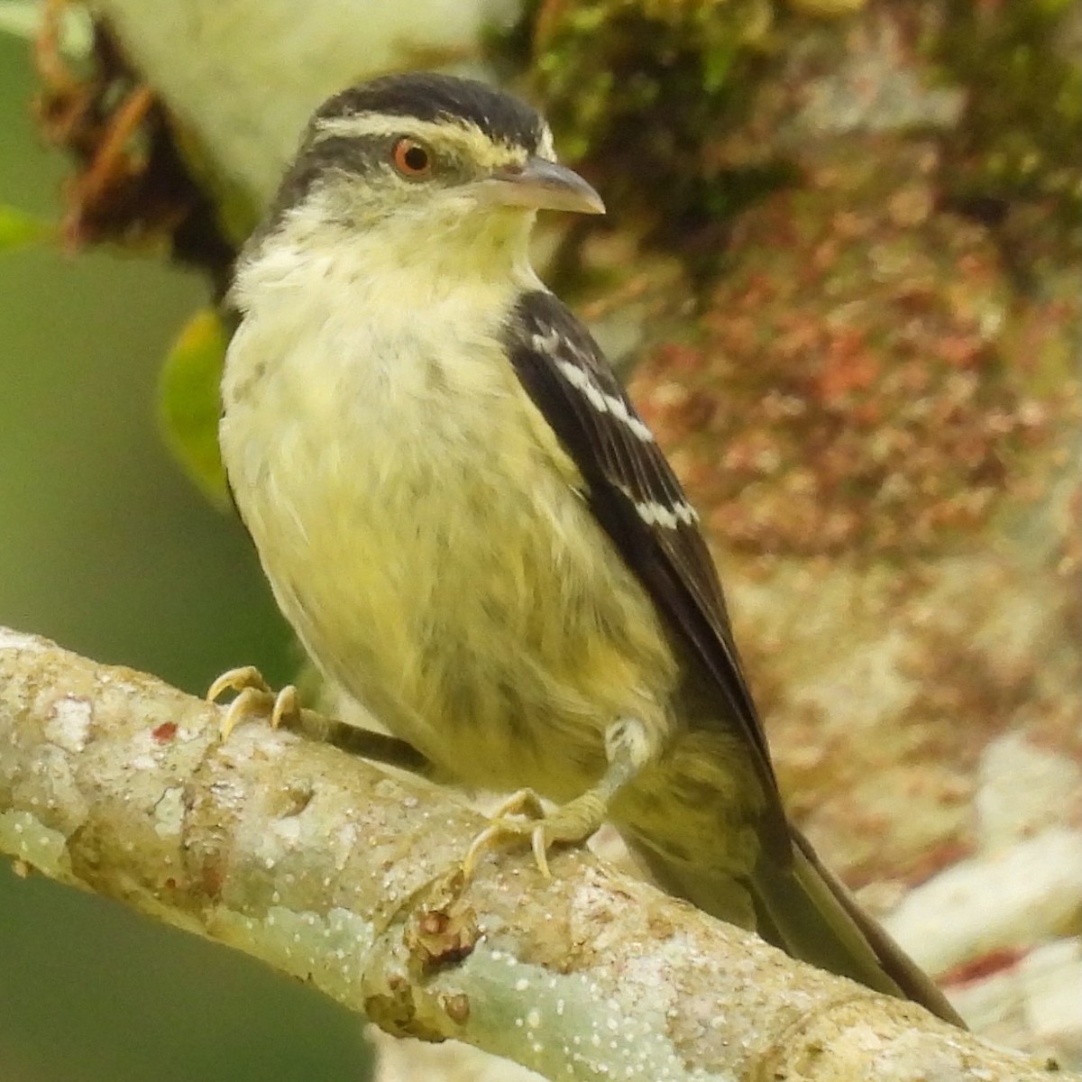 Double-banded Graytail - ML636346338