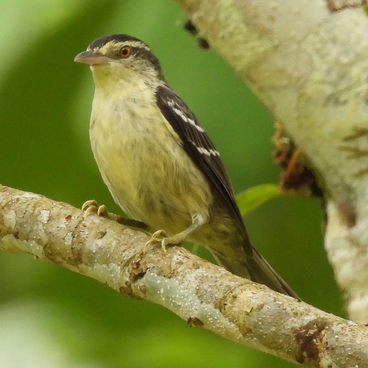Double-banded Graytail - ML636346339