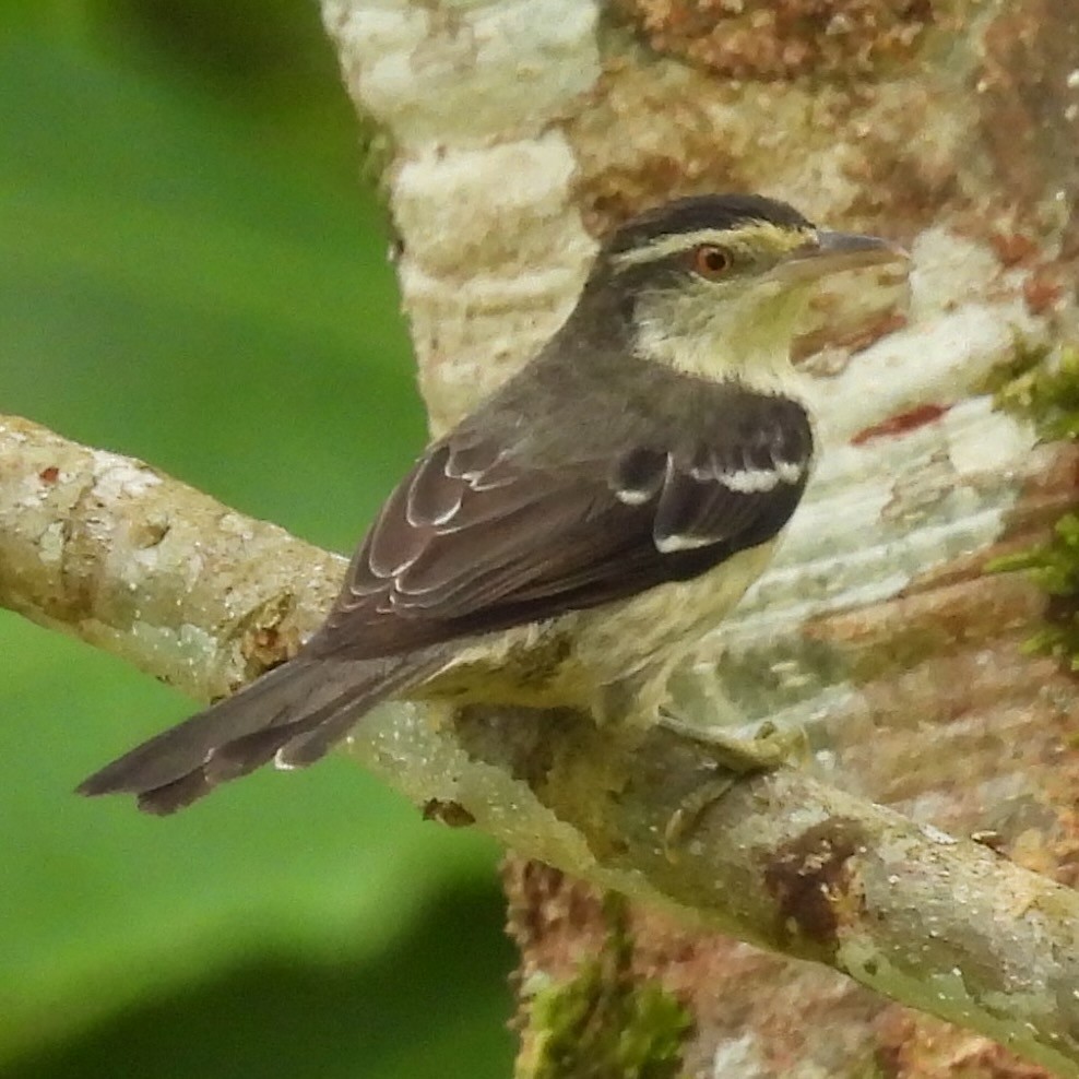 Double-banded Graytail - ML636346340