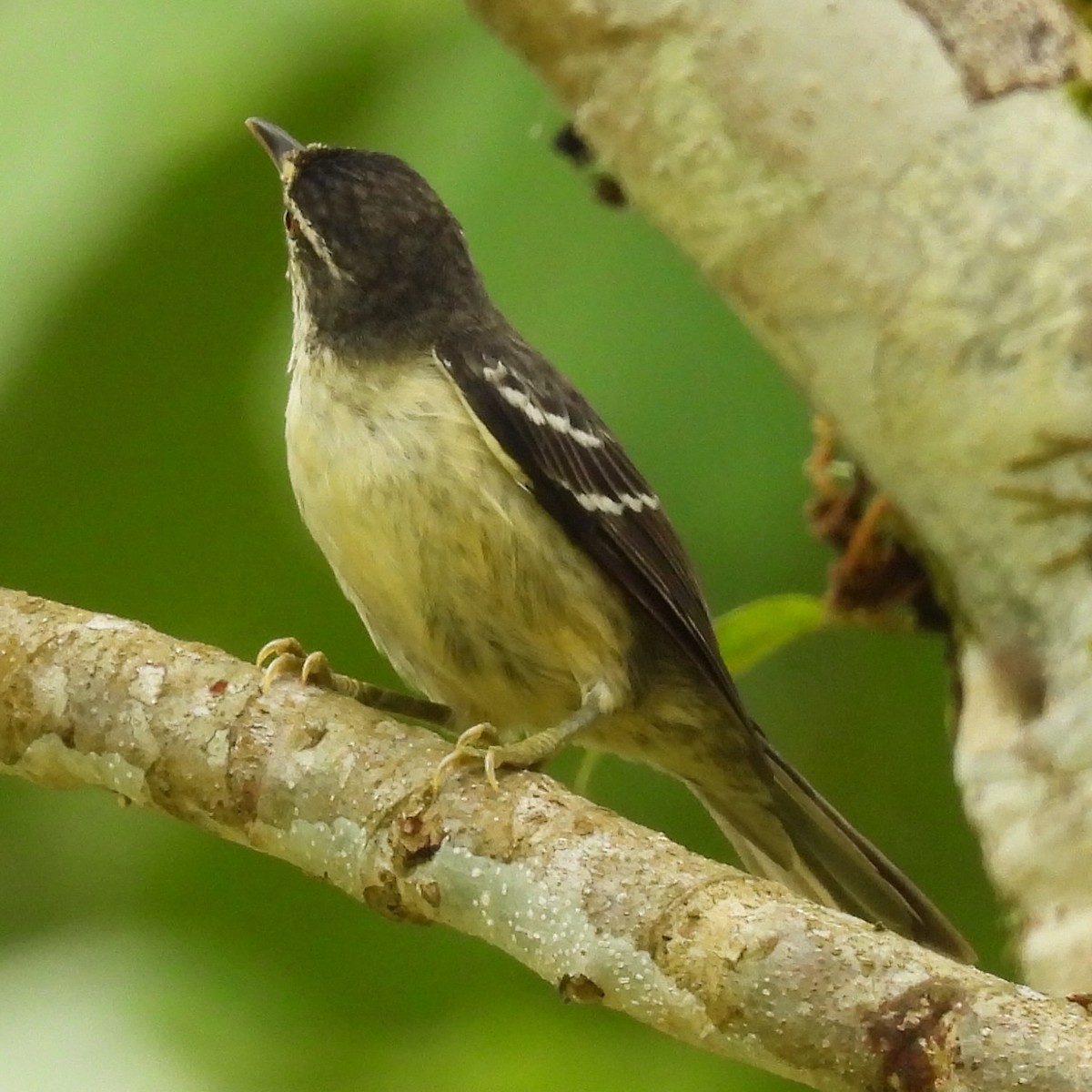 Double-banded Graytail - ML636346341