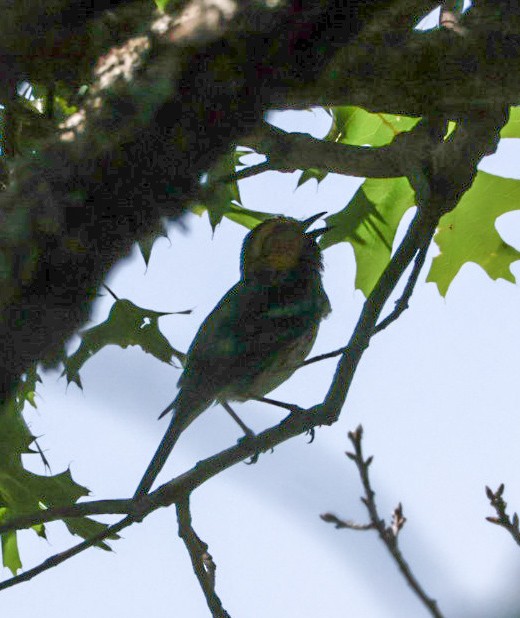 Golden-cheeked Warbler - ML636346393