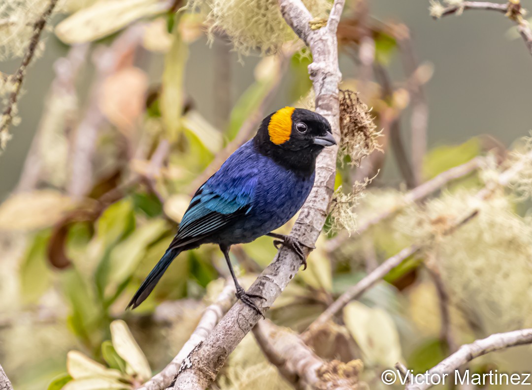 Yellow-scarfed Tanager - ML636346452