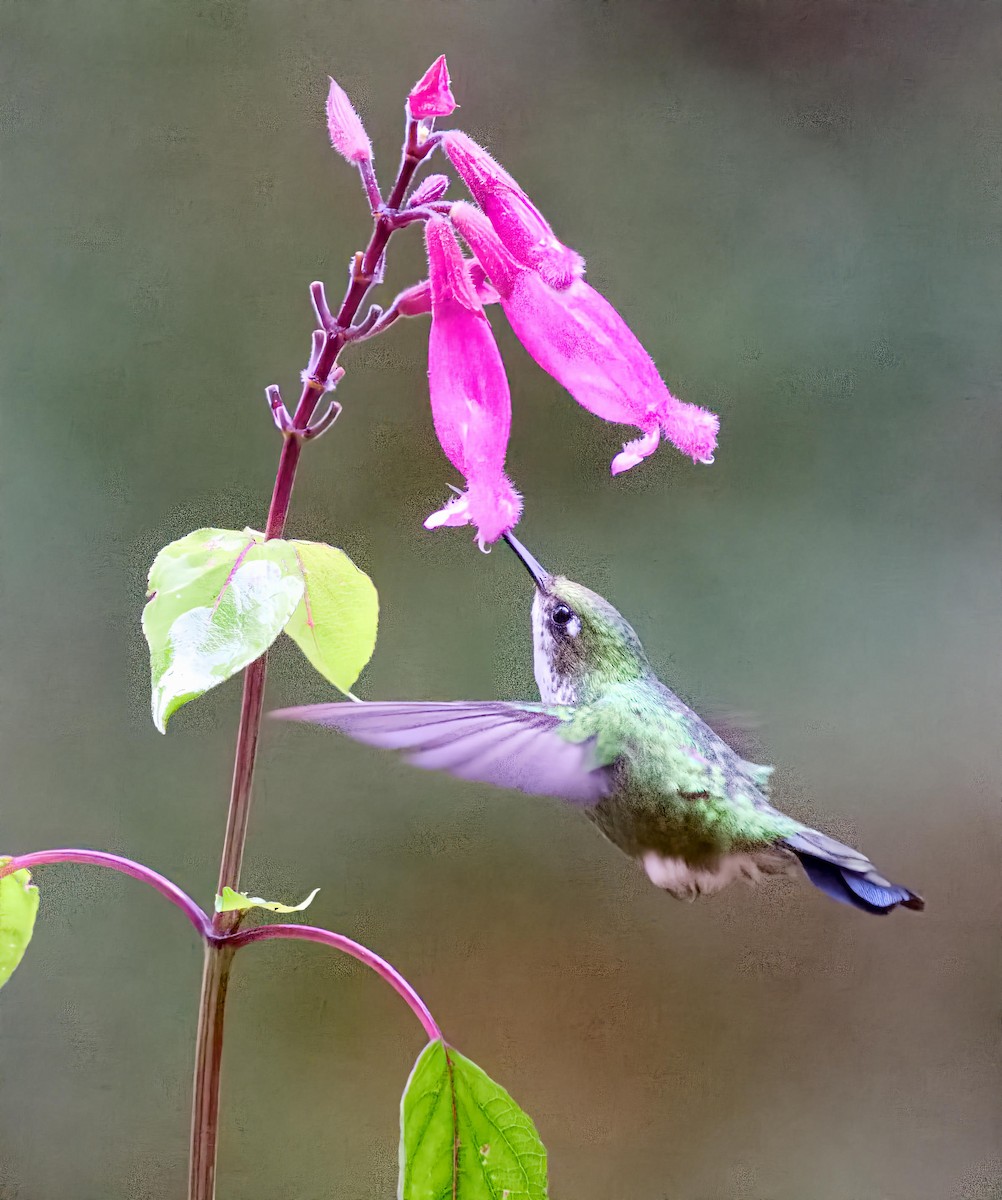 Greenish Puffleg - ML636346493
