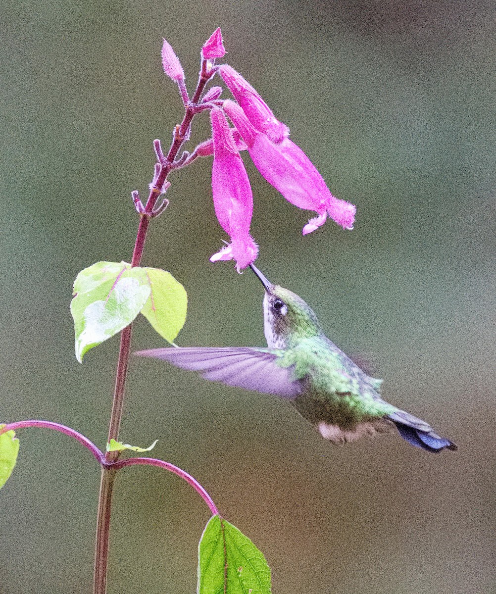 Greenish Puffleg - ML636346494