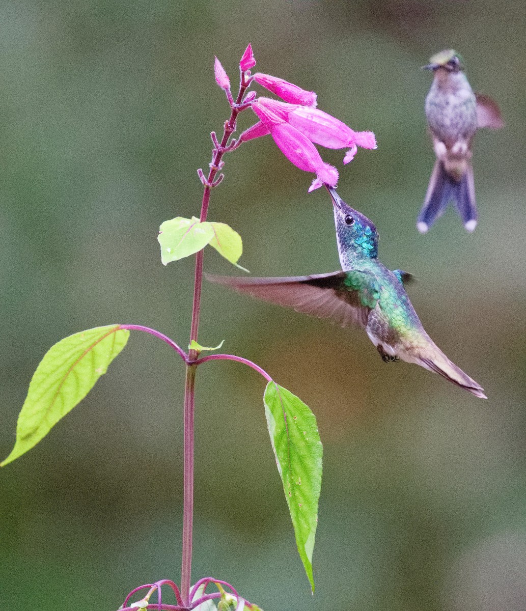 Greenish Puffleg - ML636346495
