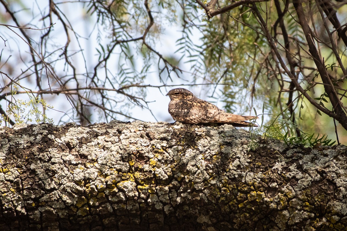 Lesser Nighthawk - ML636346500