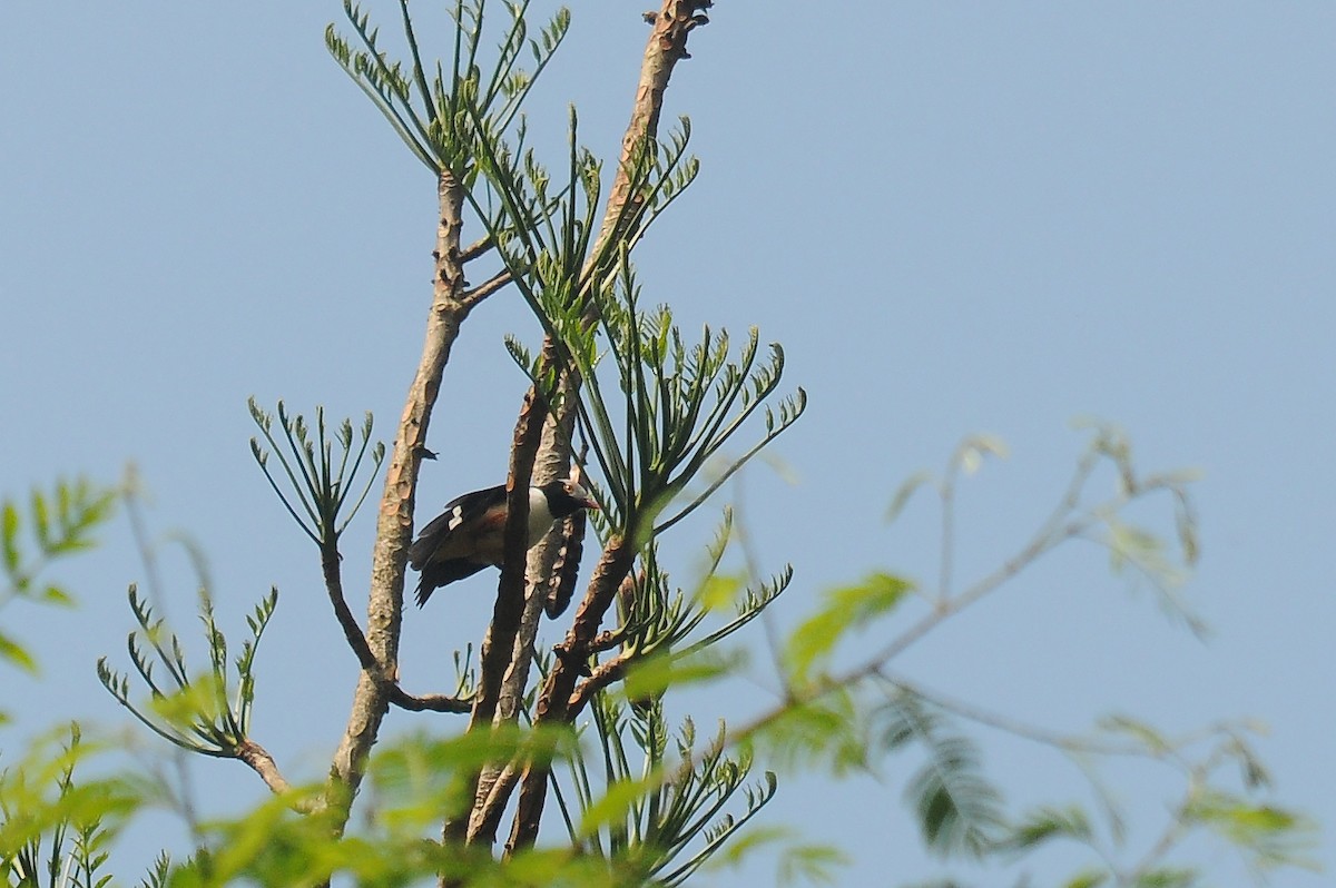 Red-billed Helmetshrike - ML636346611