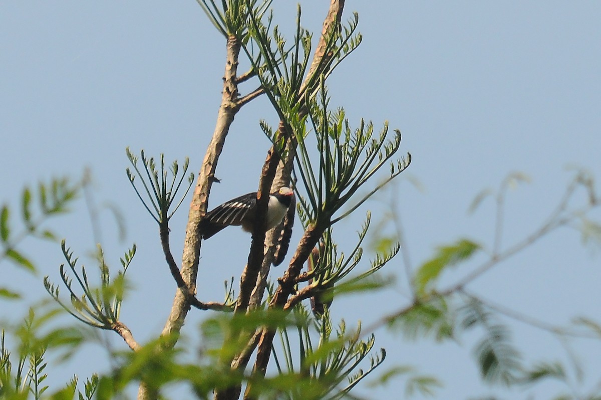 Red-billed Helmetshrike - ML636346612