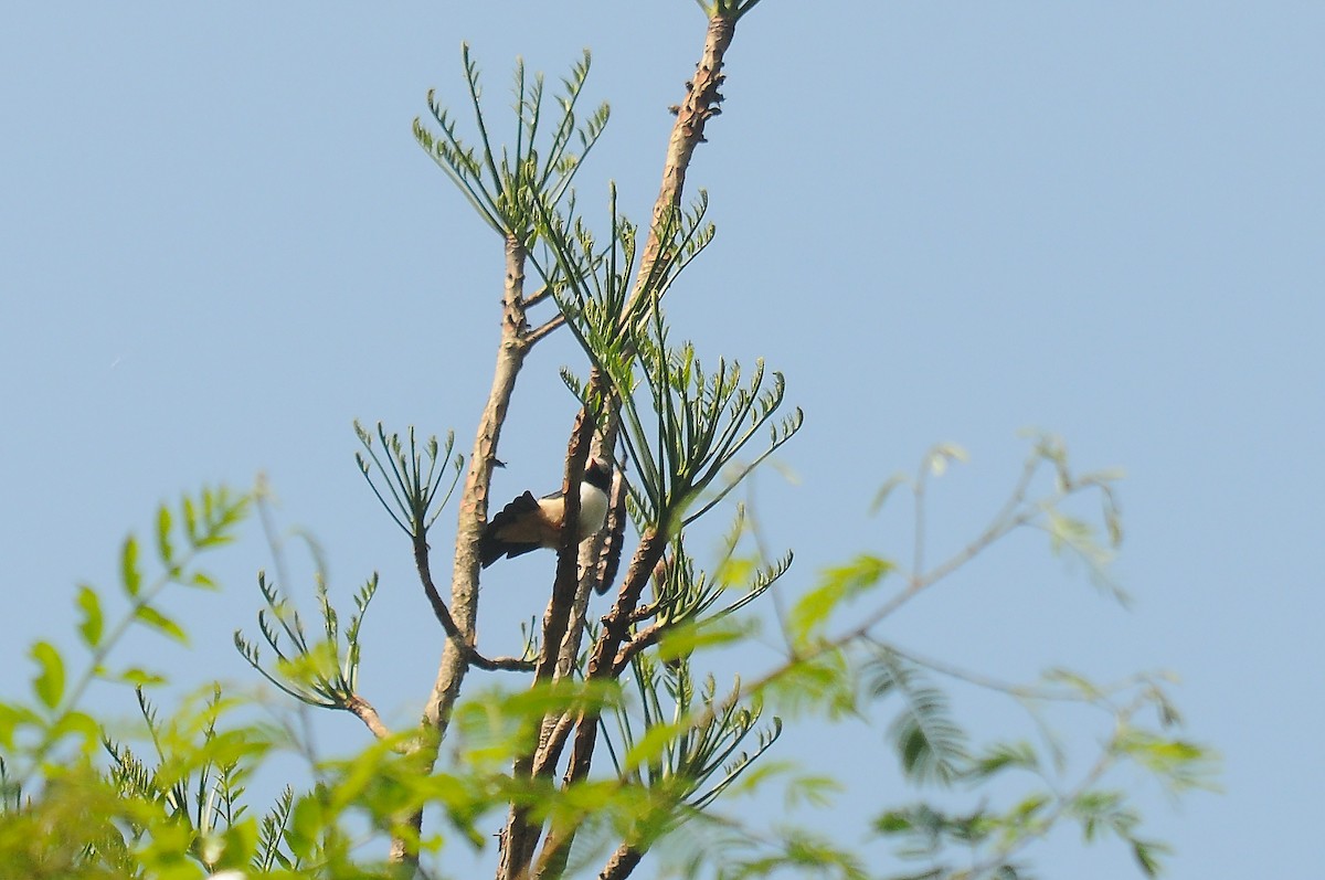 Red-billed Helmetshrike - ML636346613