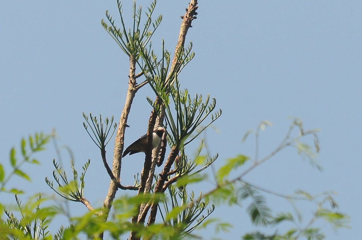 Red-billed Helmetshrike - ML636346614