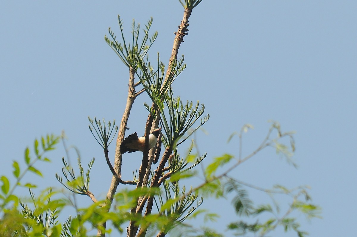 Red-billed Helmetshrike - ML636346615