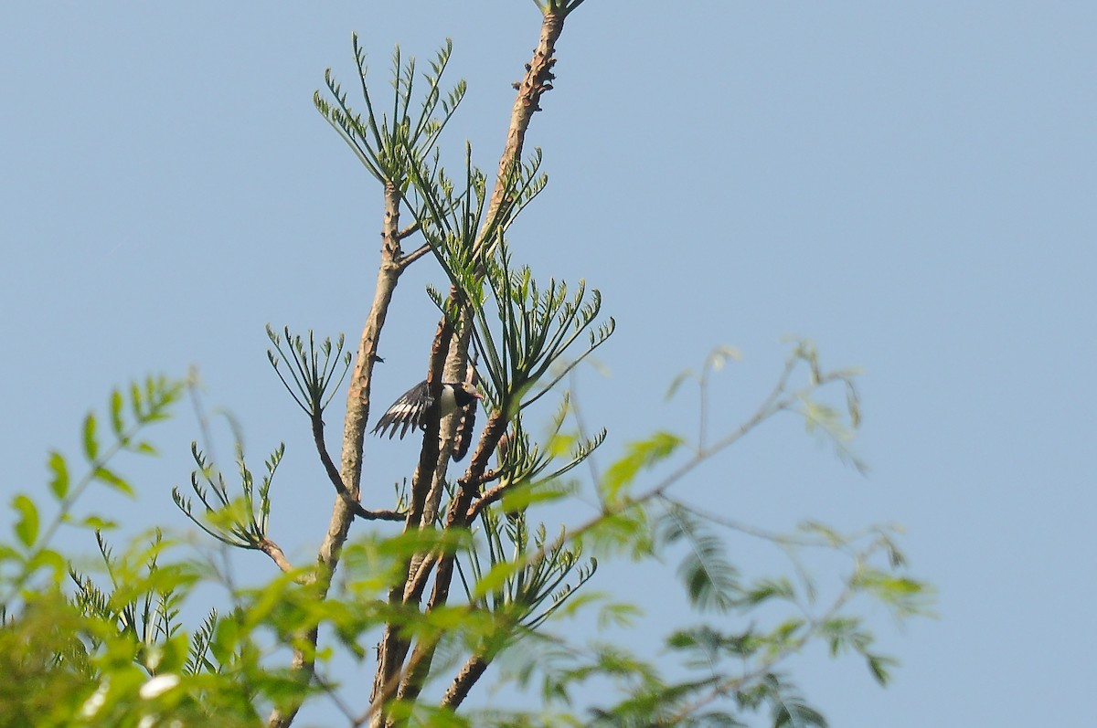 Red-billed Helmetshrike - ML636346616