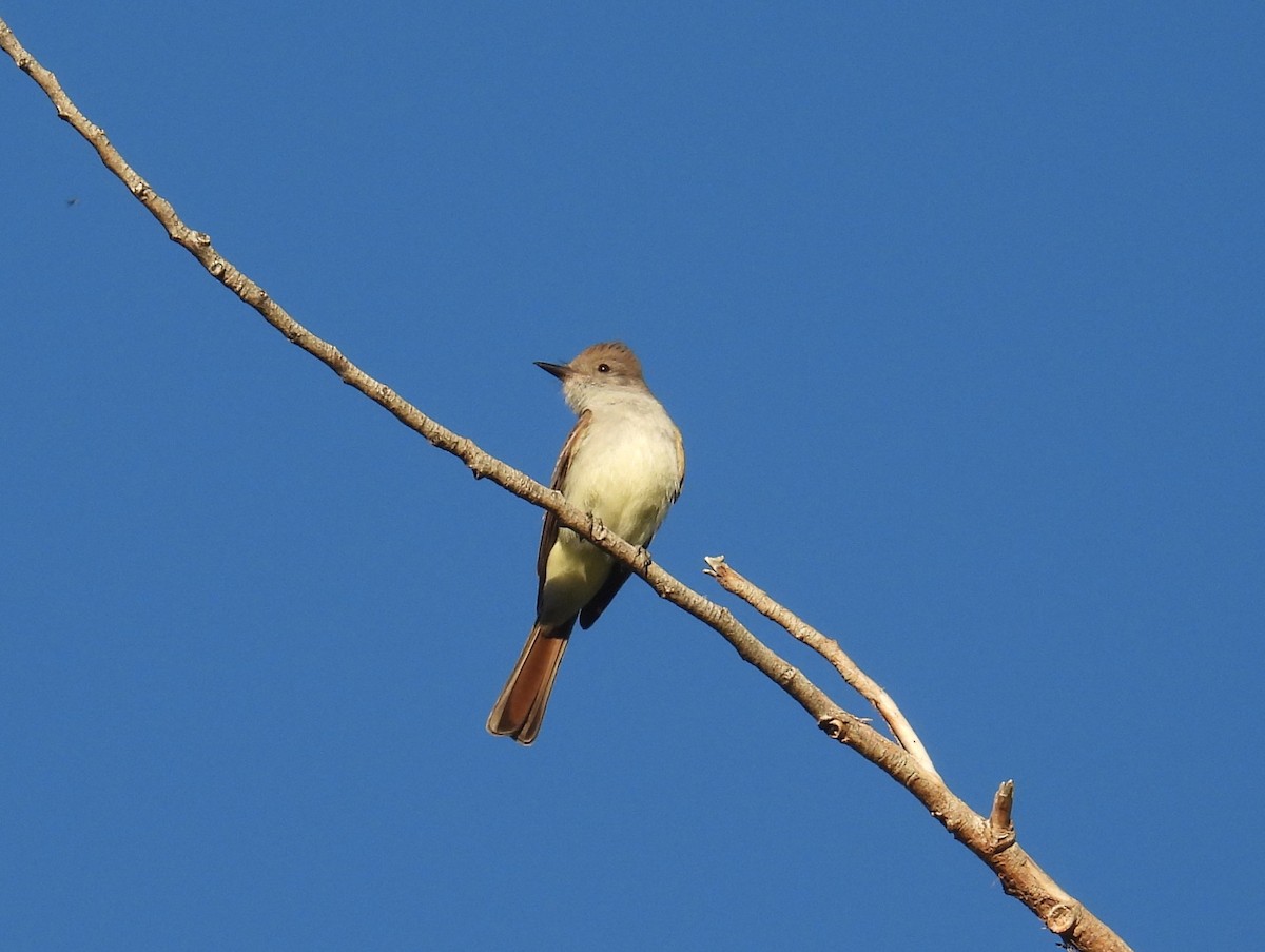 Ash-throated Flycatcher - ML636346638