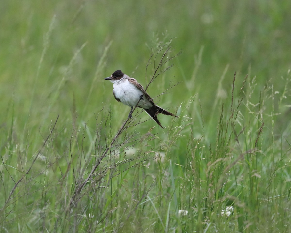 Тиран вилохвостий - ML636346674