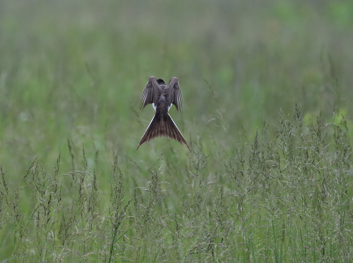 Тиран вилохвостий - ML636346675