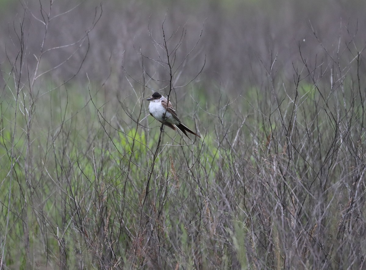 Тиран вилохвостий - ML636346676