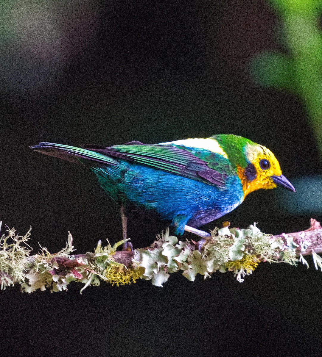Multicolored Tanager - ML636346679