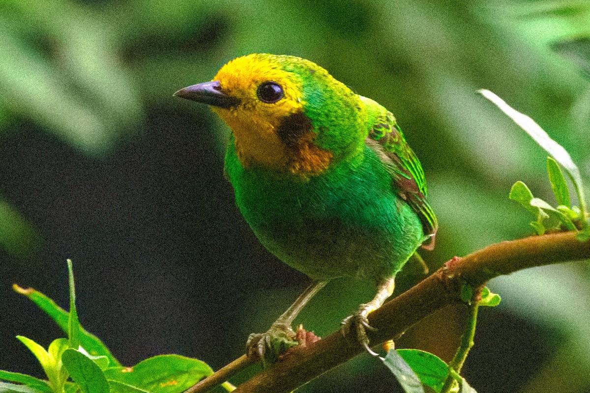 Multicolored Tanager - ML636346680