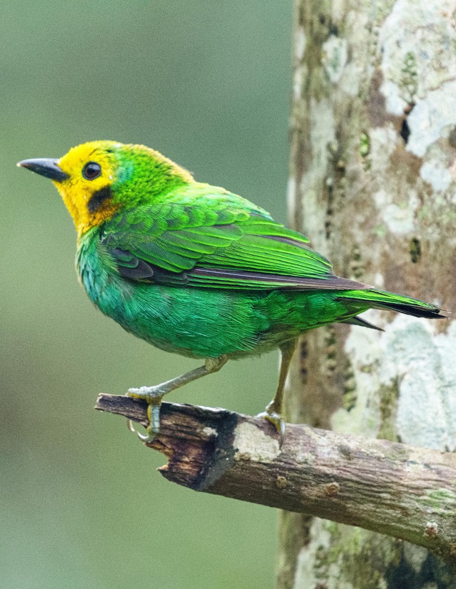Multicolored Tanager - ML636346682