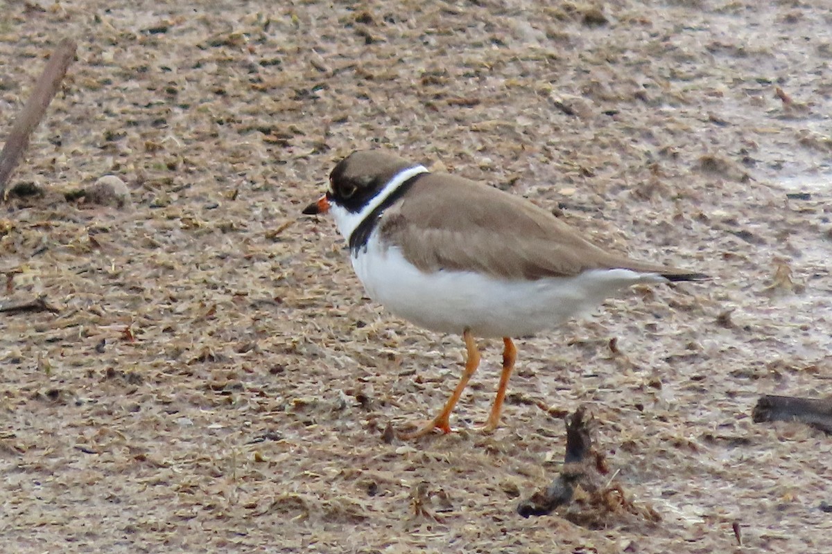 Semipalmated Plover - ML636346685