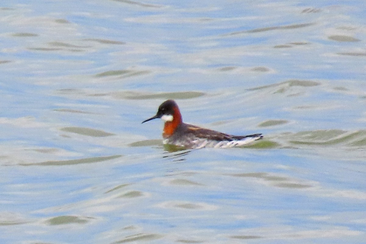 Red-necked Phalarope - ML636346715