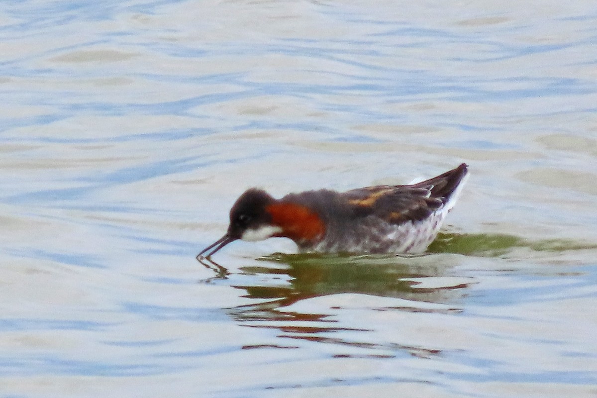 Red-necked Phalarope - ML636346716